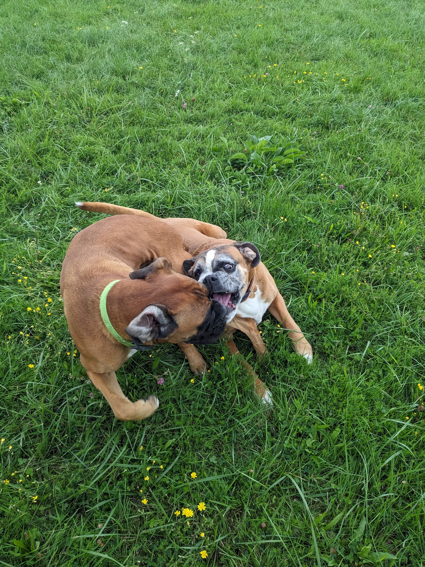 LULU BONNY LULU BONNY