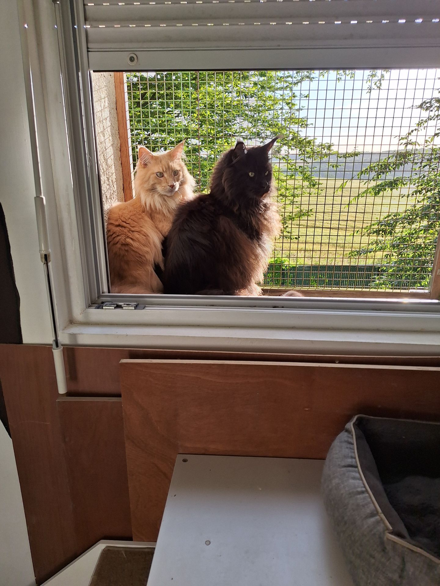 ORKO SHADOW ORKO SHADOW