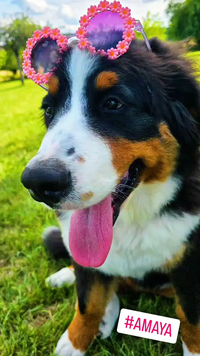 AMAYA