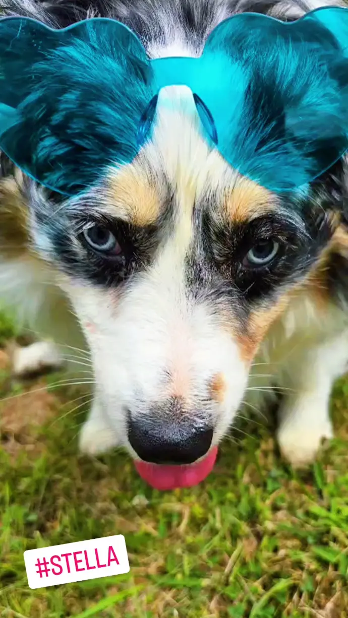 STELLA