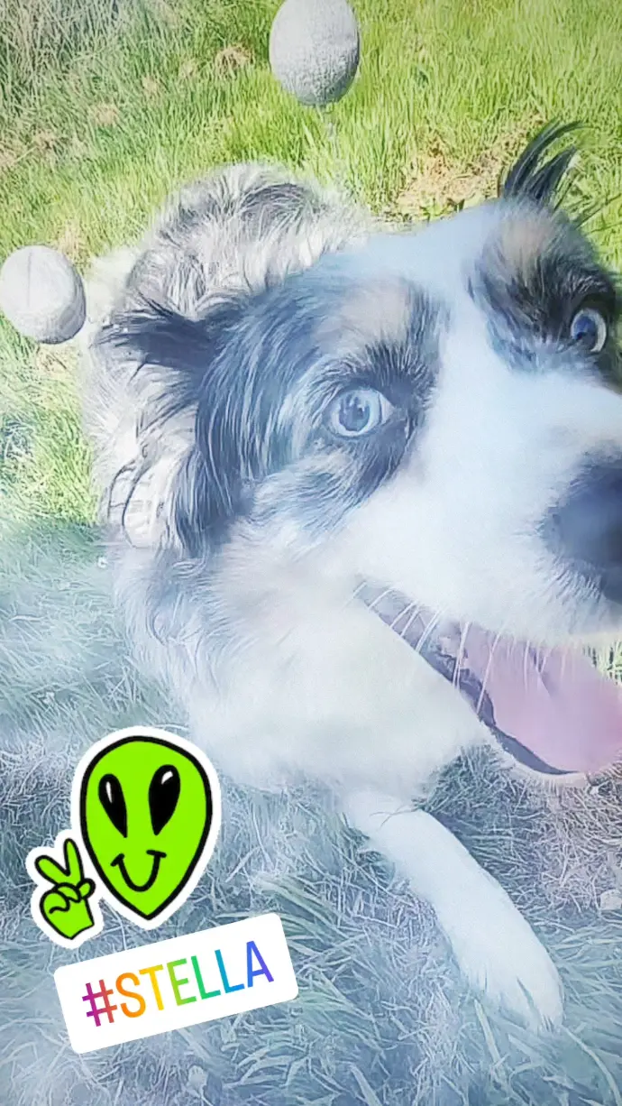 STELLA