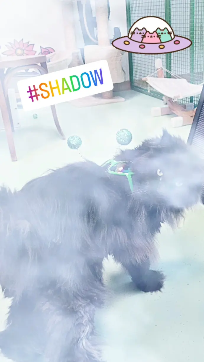 SHADOW