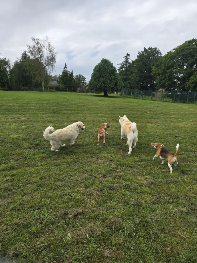 NAKO OIKA SWEETIE TOMY