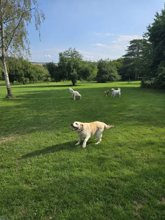 IVOIRE SWEETIE TONKA OIKA