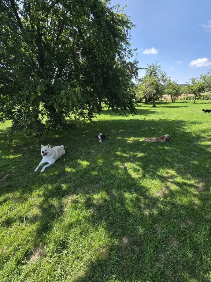 NAKO ROCKETTE SWEETIE