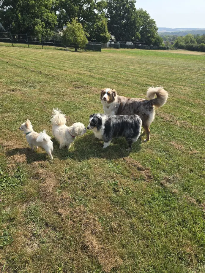 CLOVIS IZZY STELLA SPAROW