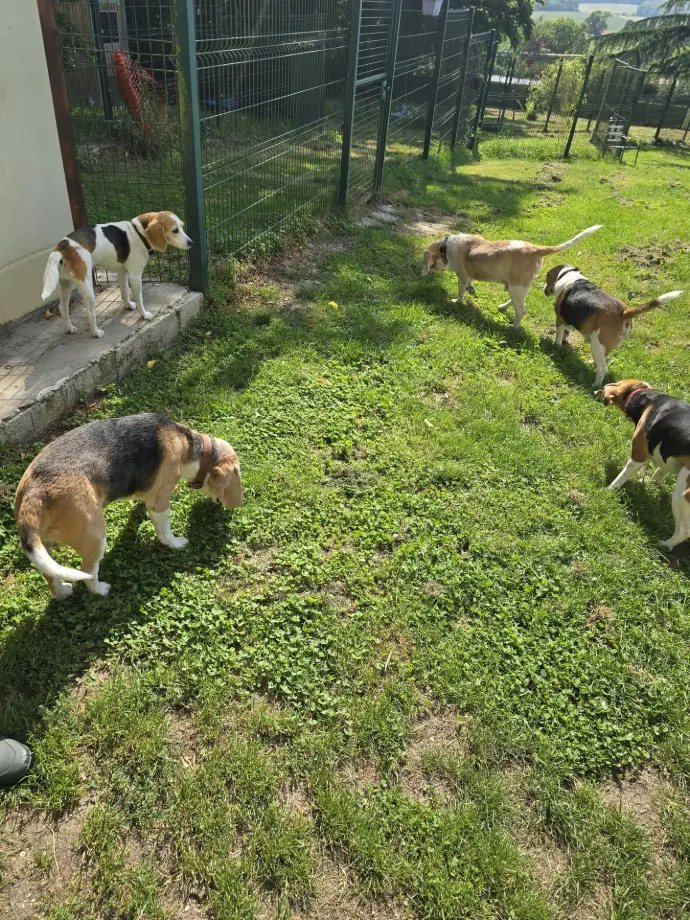 NASH FASTOCH LILA IDEFIX UBBIE