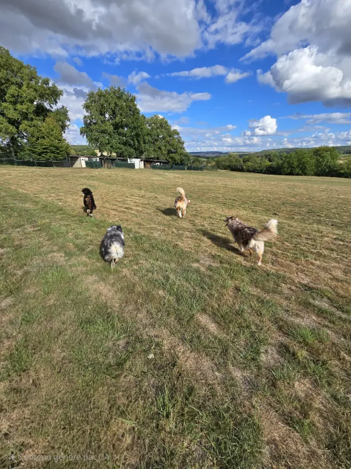 AMAYA STELLA SPAROW OGGY