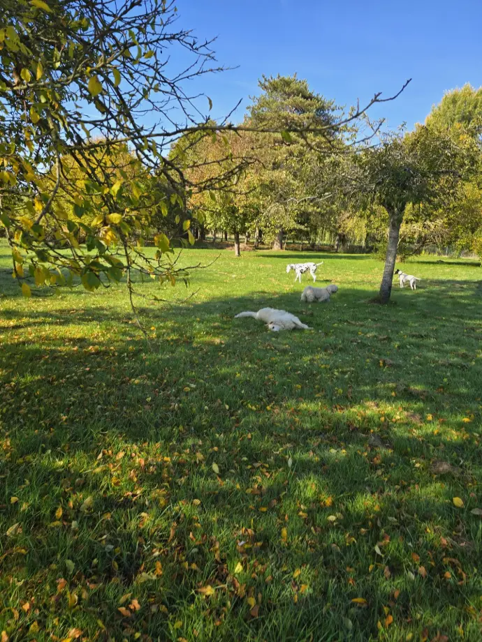 MAX SALTO ROMY PIXIE