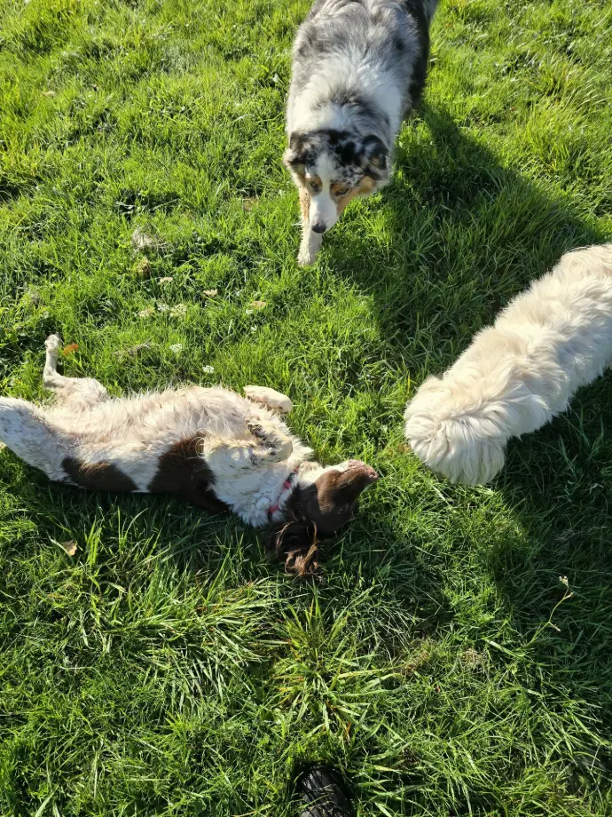 STELLA ROCKETTE SALTO