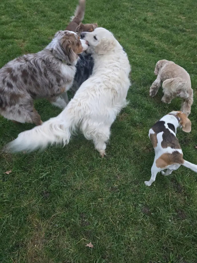 STELLA SPAROW POP LILA OSTRALE