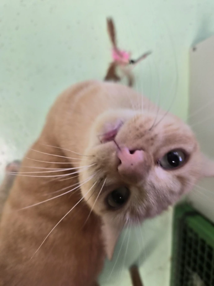 GUS